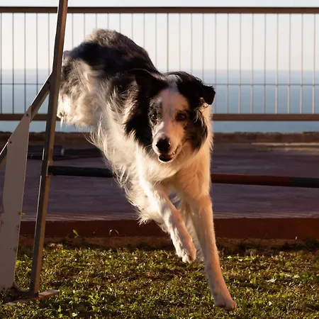 In Con Terrazza Vista Mare Vista Coppa D'autunno - Pet Friendly Appartamento Trieste